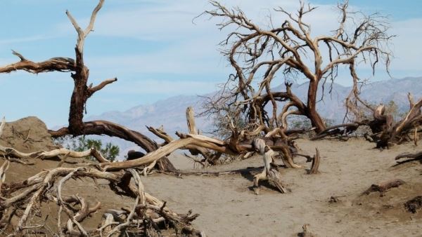 Угроза тысяч смертей: Жителей Земли предупредили о приближении невыносимой жары