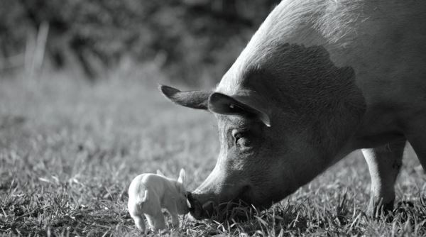 Фильм о жизни свиньи «Гунда» вышел онлайн 